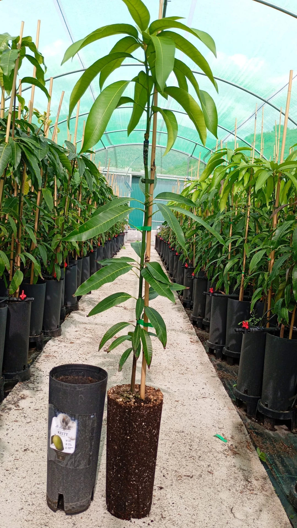 Planta de Mango Keitt – Patrón Gomera 3