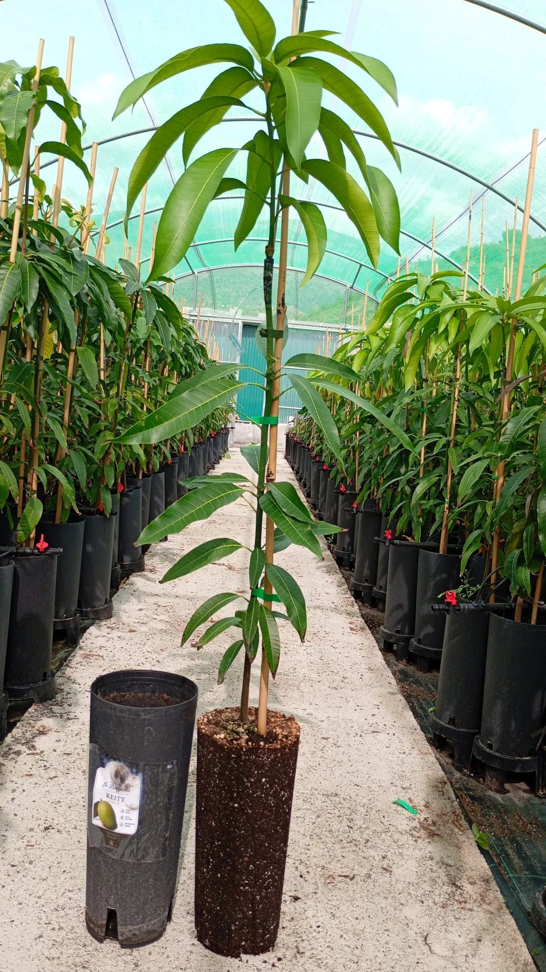 Planta de Mango Keitt – Patrón Gomera 3