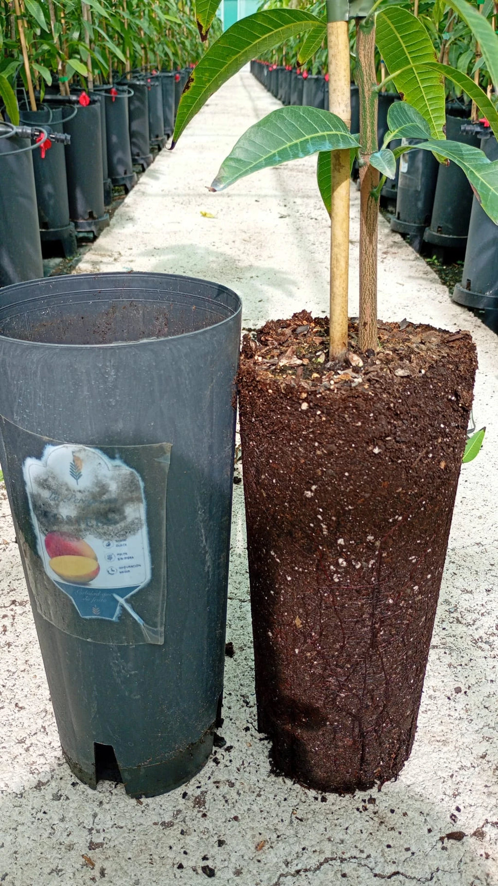 Planta de Mango Osteen – Patrón Gomera 3