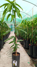 Planta de Mango Keitt – Patrón Gomera 3