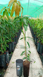 Planta de Mango Osteen – Patrón Gomera 3