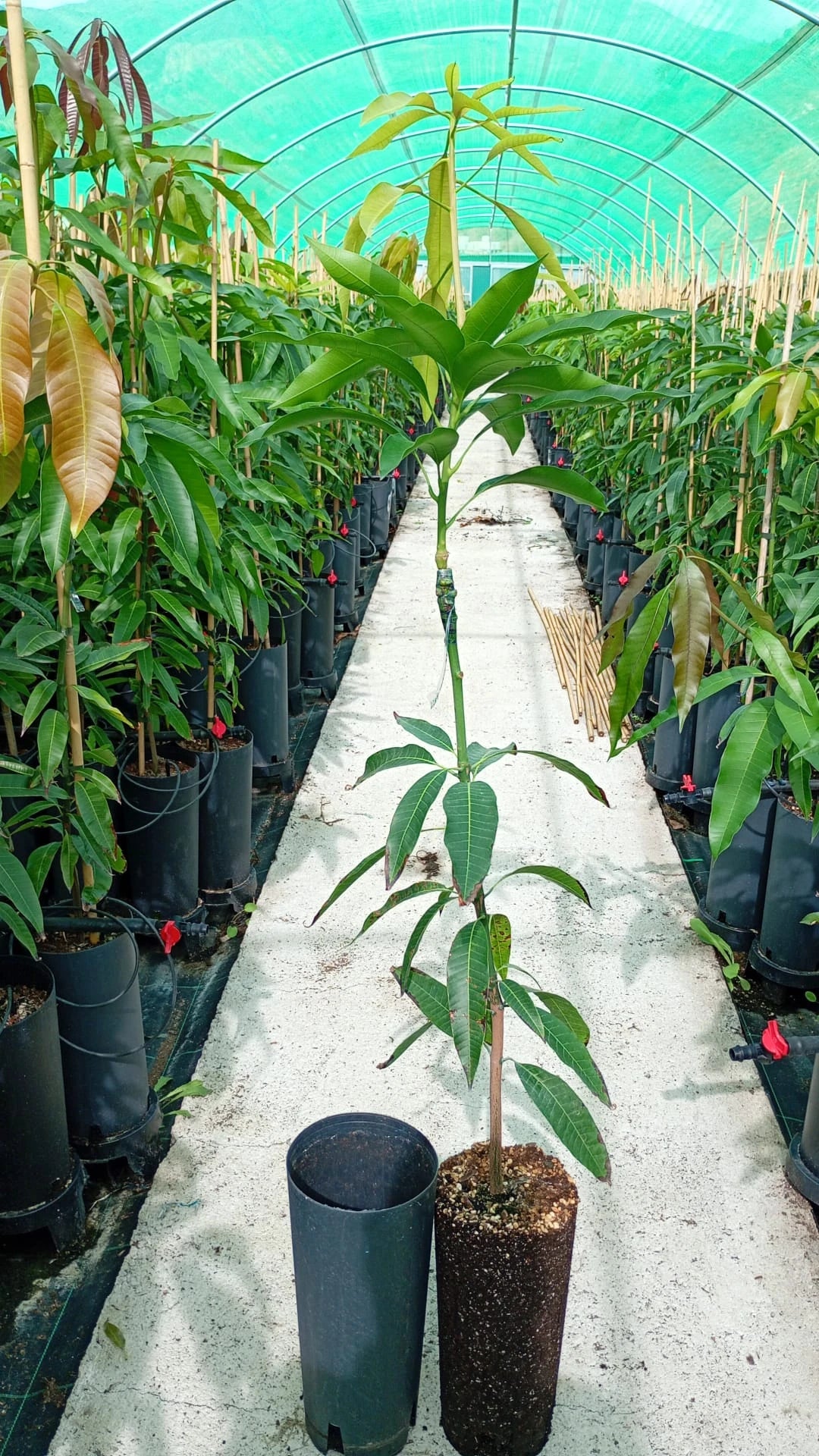 Planta de Mango Sensación – Patrón Gomera 3