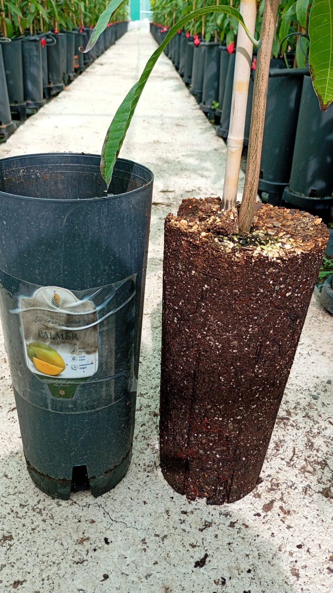 Planta de Mango Palmer – Patrón Gomera 3