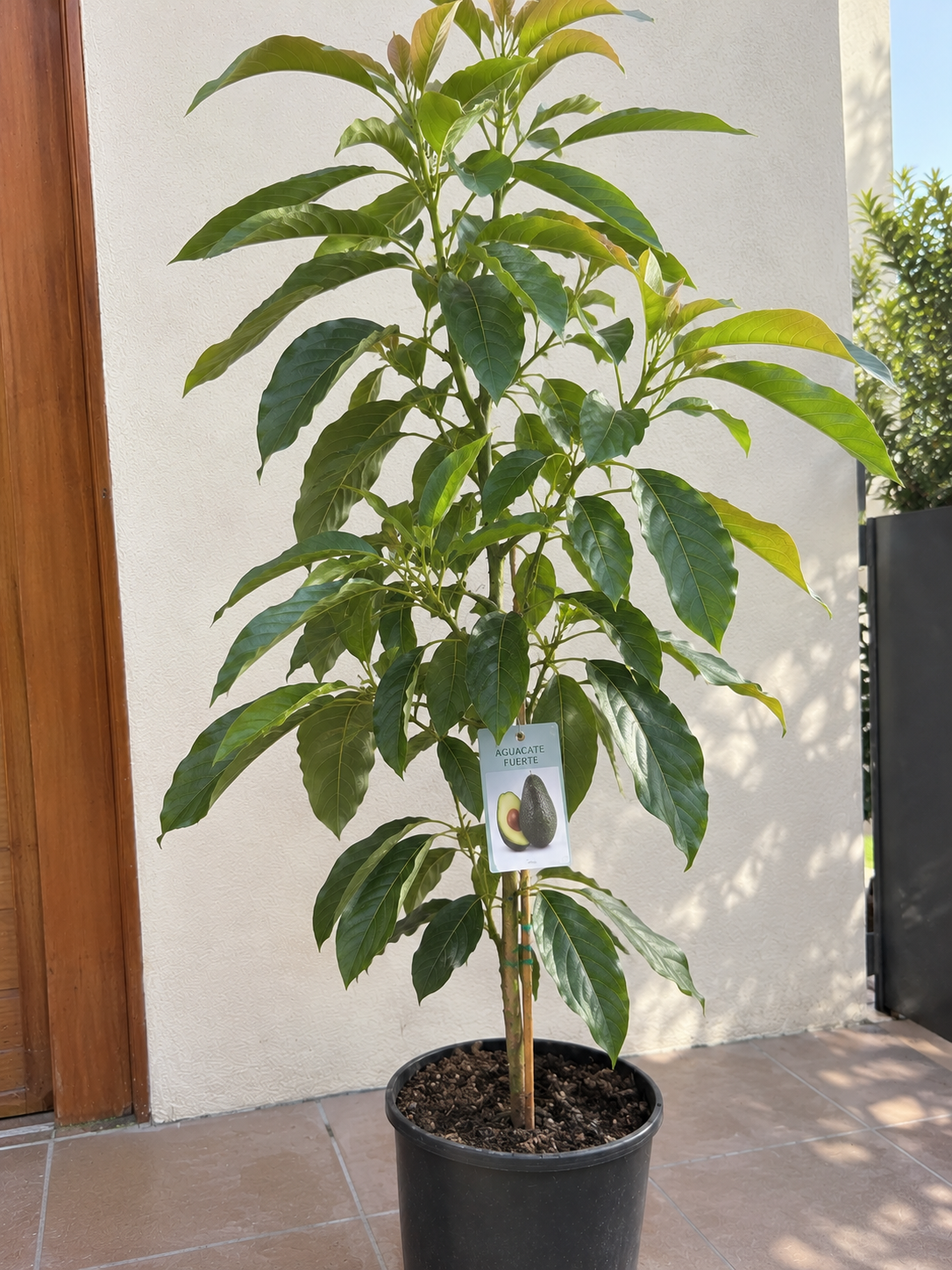 Planta de Aguacate Fuerte