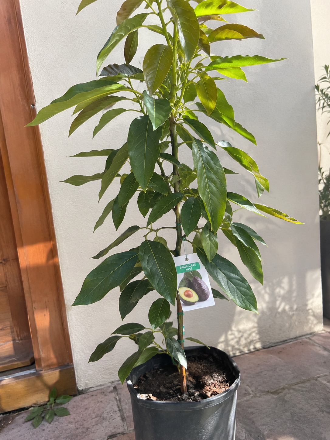 Planta de Aguacate Hass
