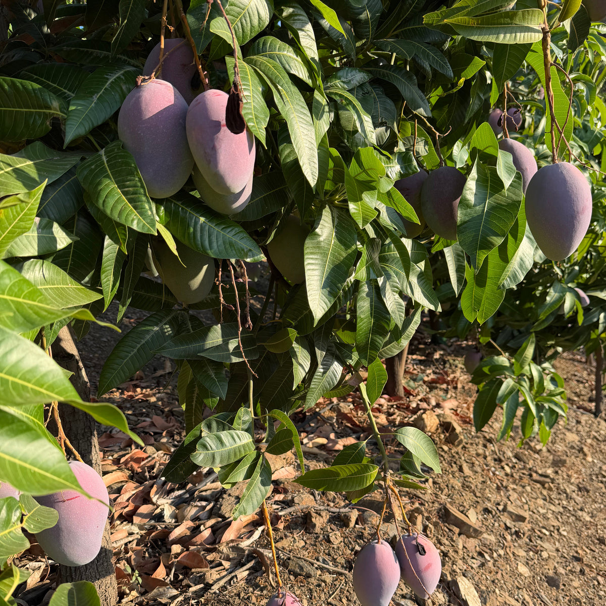 Mango Osteen
