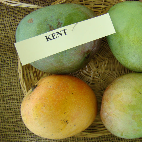Mango Kent