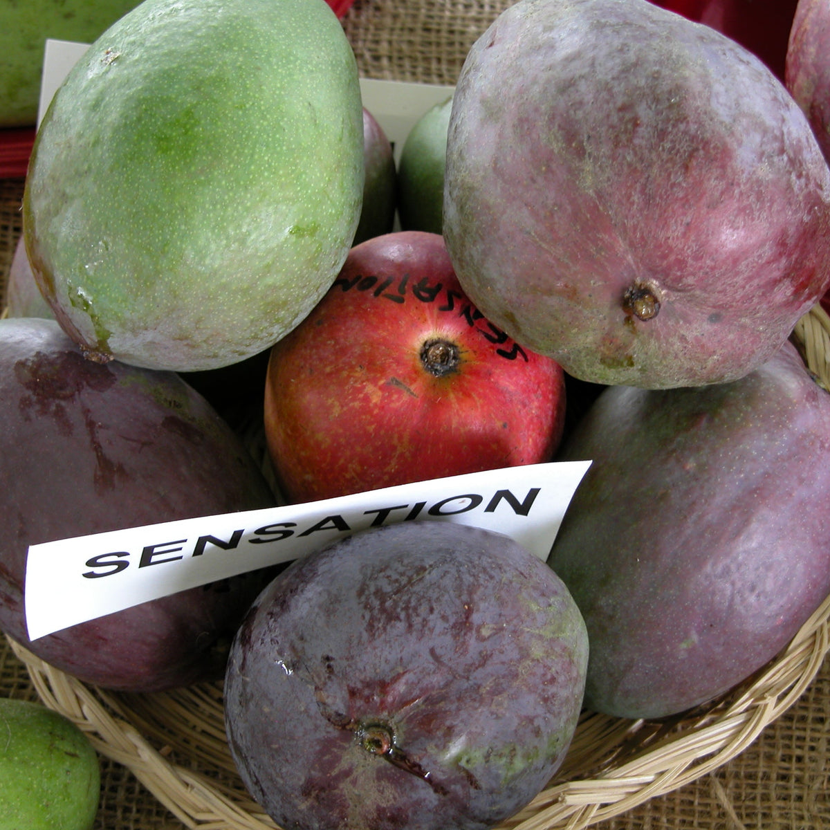 Mango Sensación