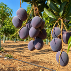 Mango Sensación