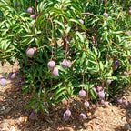 Mango Sensación