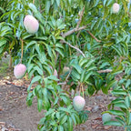 Mango Kent