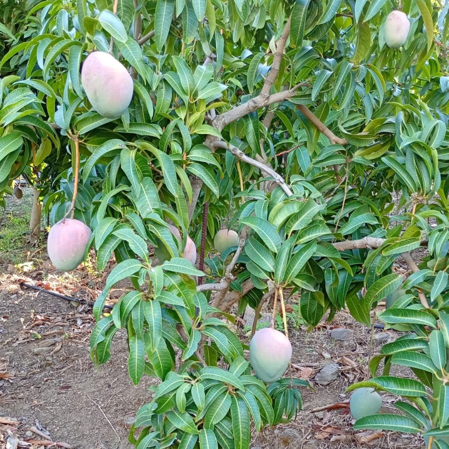 Mango Kent