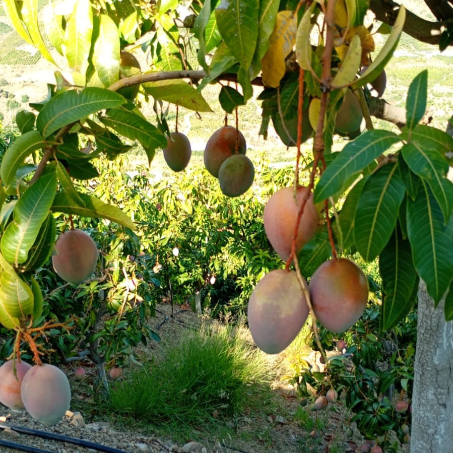 Mango Kent