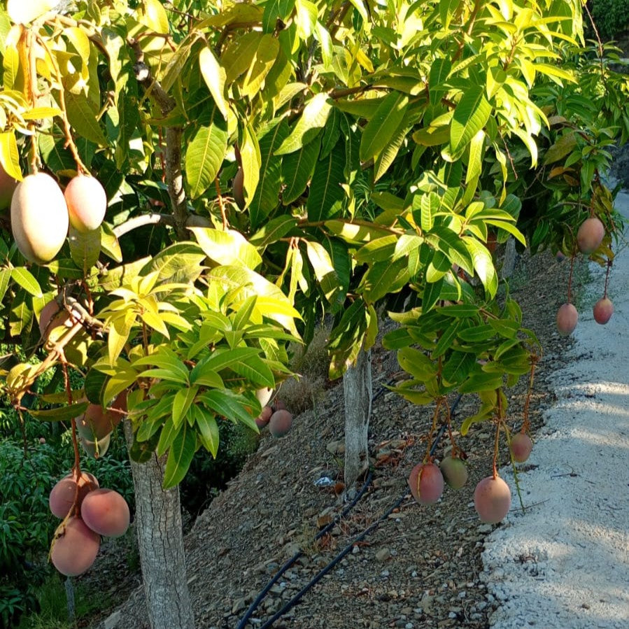 Mango Keitt