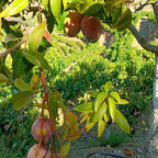 Mango Keitt
