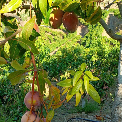 Mango Keitt
