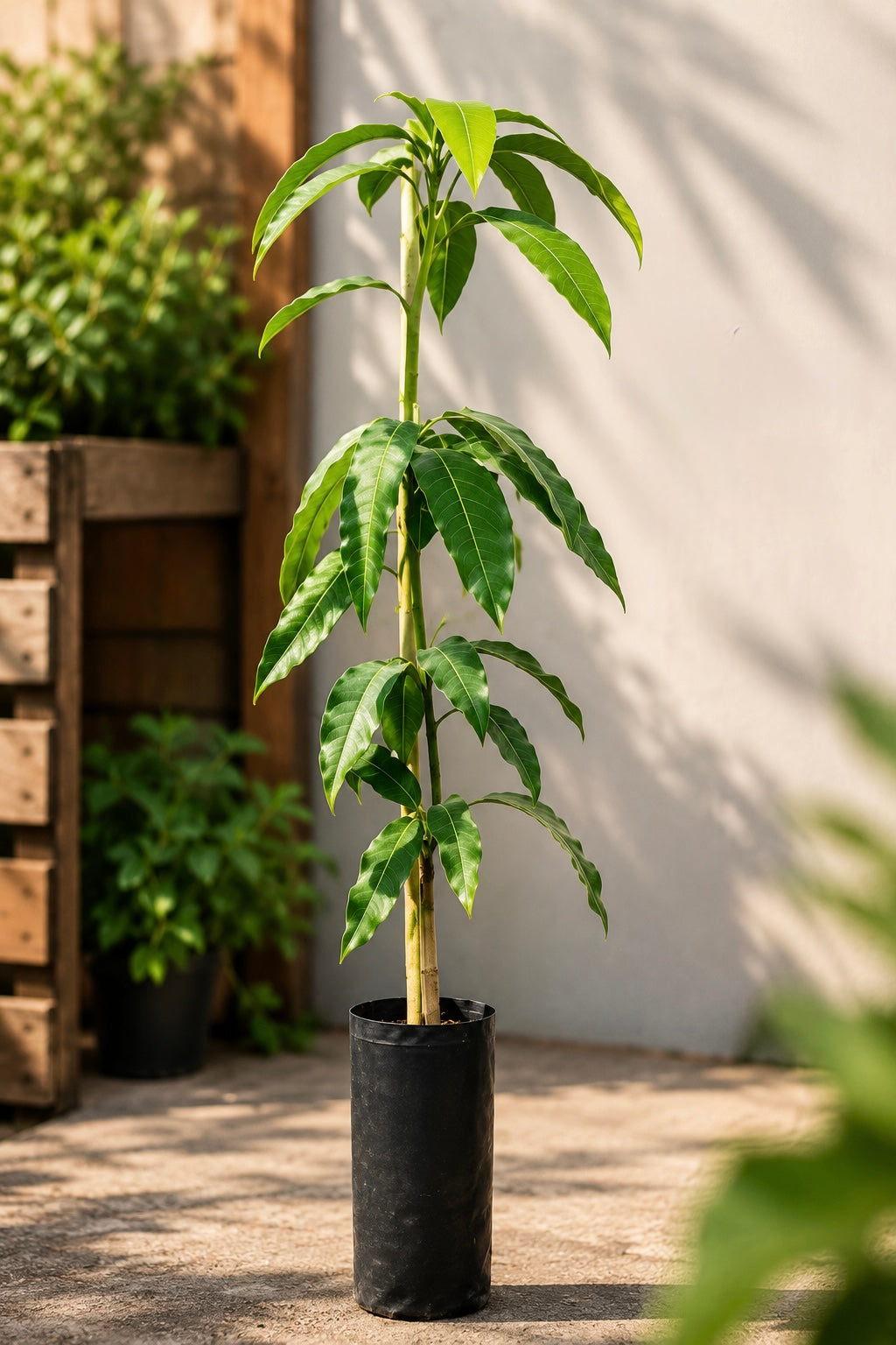 Planta de Mango Irwin – Patrón Gomera 3