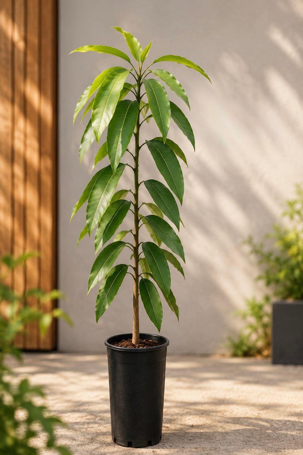 Planta de Mango Kent – Patrón Gomera 3