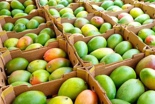 Mango - prueba