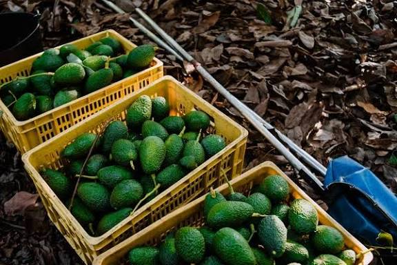 Aguacates - prueba